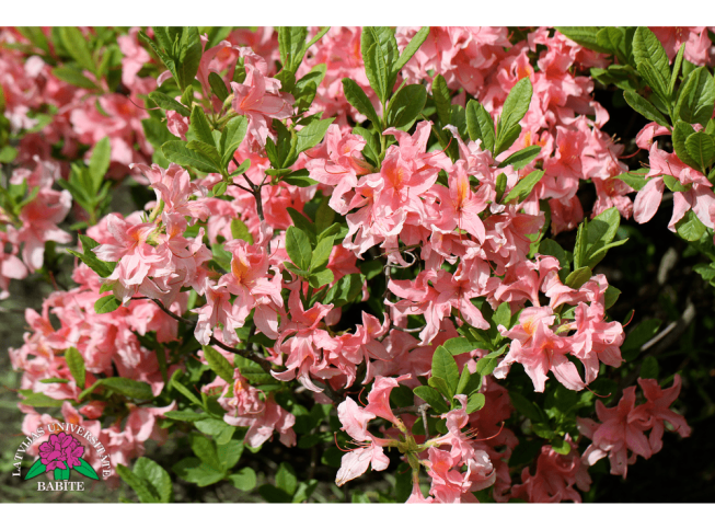 Rhododendron   'Mazais Jefiņš'